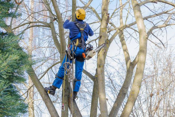 Best Commercial Tree Services  in USA